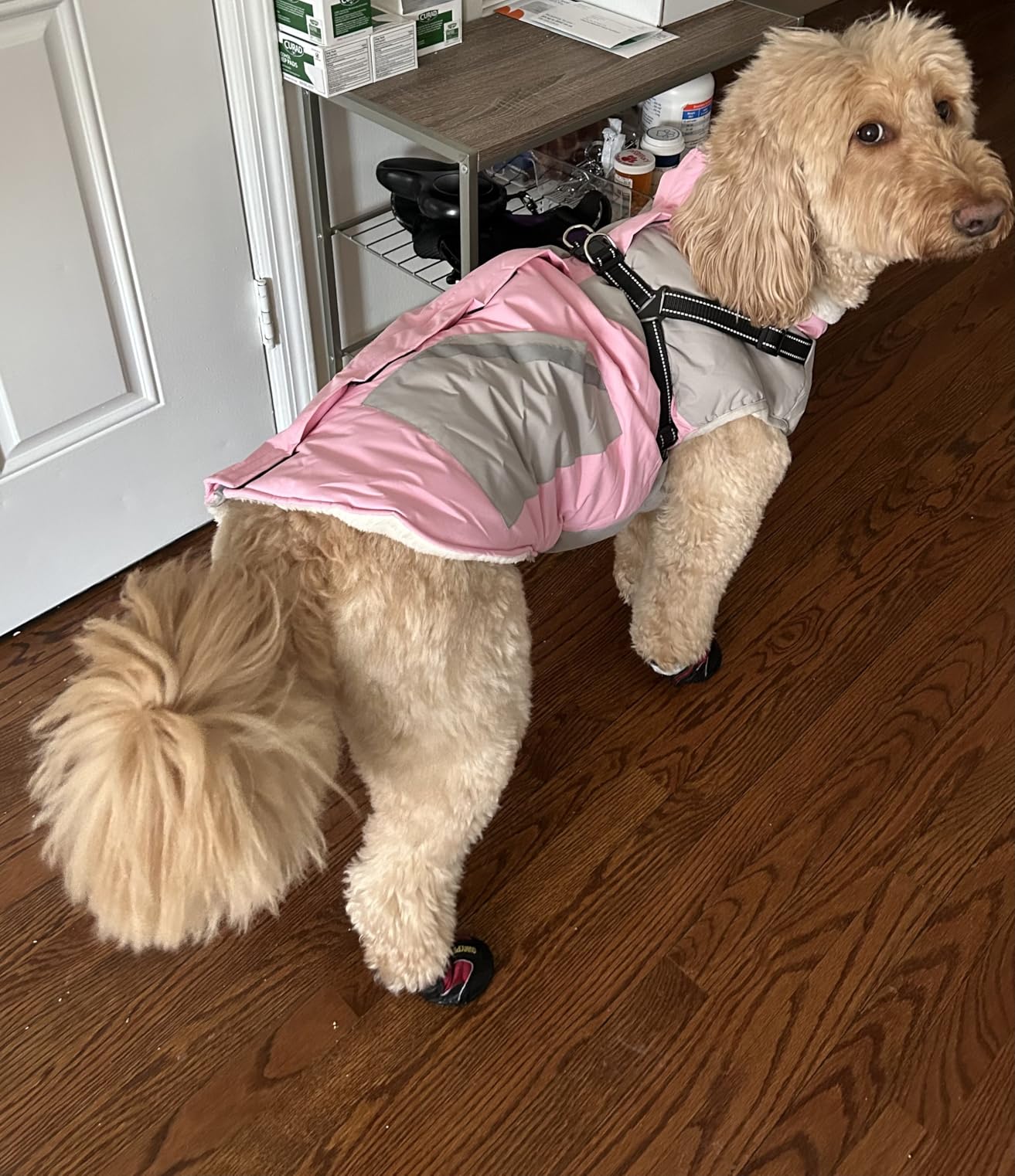 Dog Winter Coat Waterproof - Pink,Medium - Dog Coat with Harness Built in customer photo 2