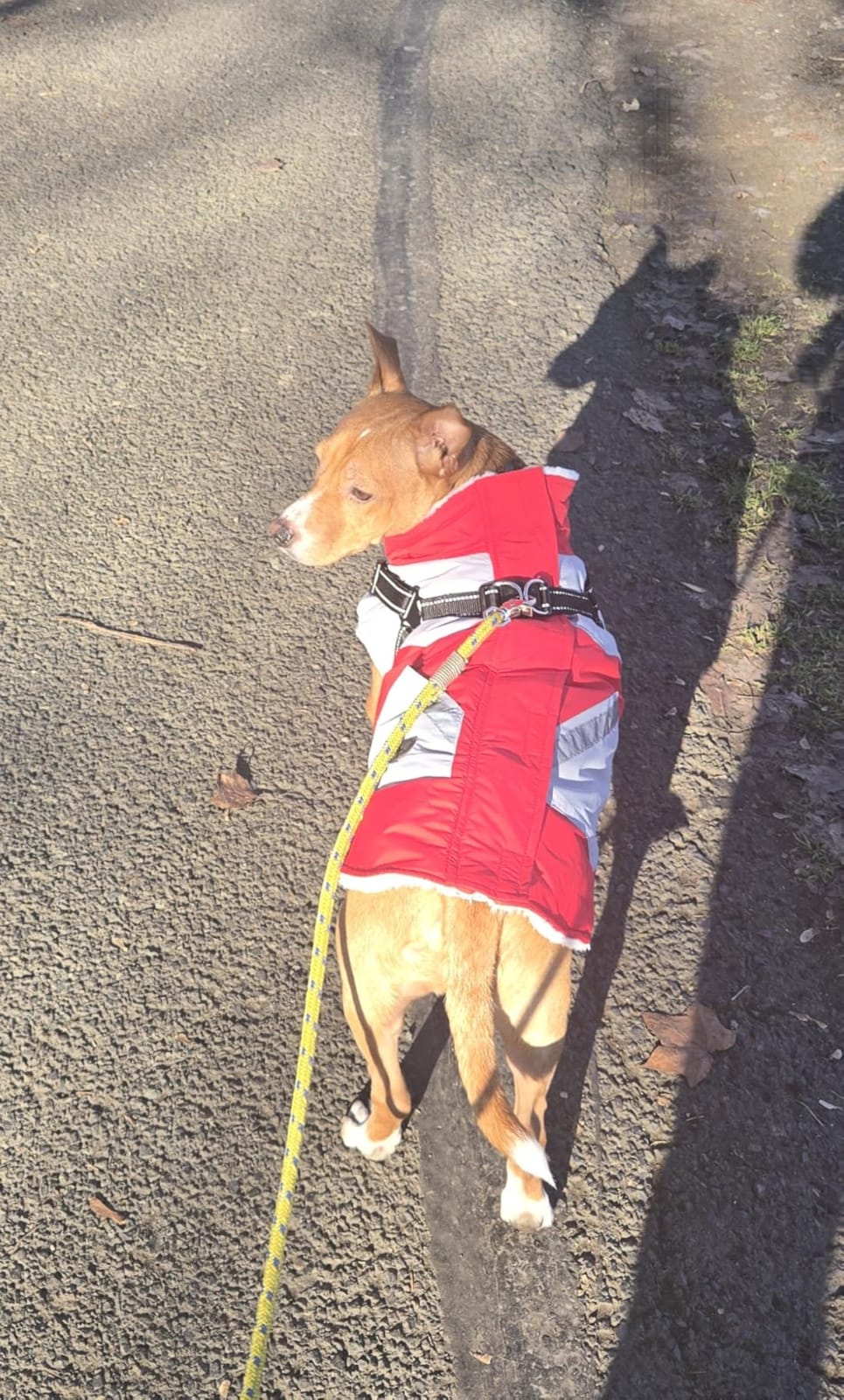Dog Coat for Large Dogs Waterproof Dog Winter Jacket with Harness Built in customer photo 1