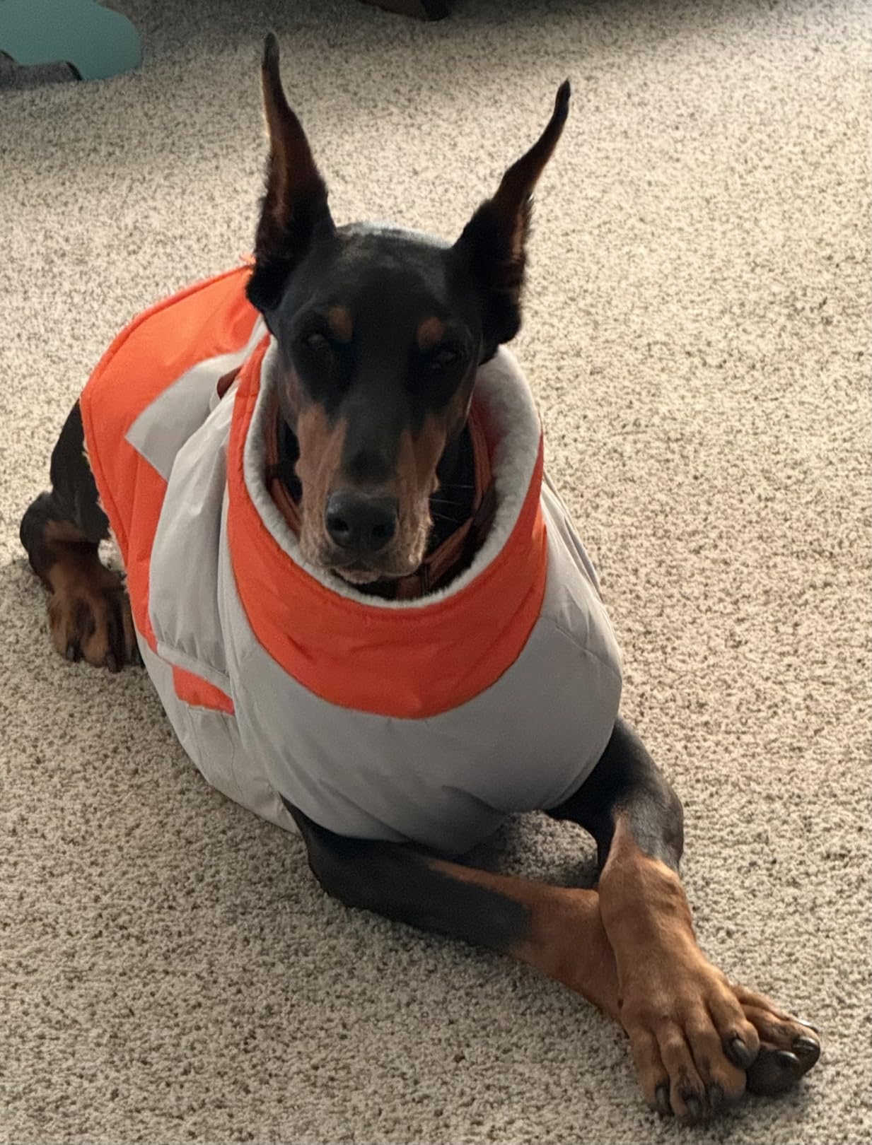 Dog Coat for Large Dogs Waterproof Dog Winter Jacket with Harness Built in customer photo 2