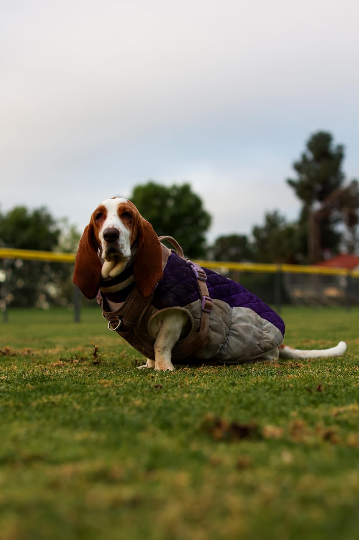Lelepet Dog Coat for Large Dogs Waterproof Dog Jacket with Harness Built in customer photo 2