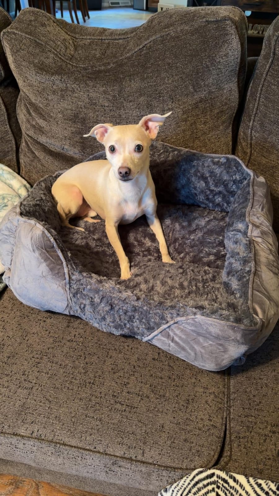 INVENHO Small Dog Bed Rectangle Washable Orthopedic Soft Calming Sleeping Durable Pet Cuddler with Anti-Slip Bottom customer photo 1