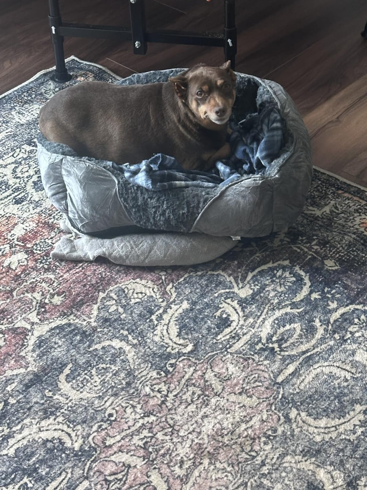 INVENHO Small Dog Bed Rectangle Washable Orthopedic Soft Calming Sleeping Durable Pet Cuddler with Anti-Slip Bottom customer photo 2