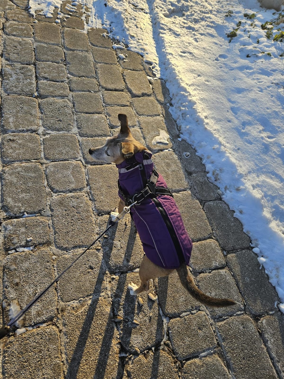 Fragralley Dog Coat with Harness Built in, Waterproof Warm Jacket Vest customer photo 1