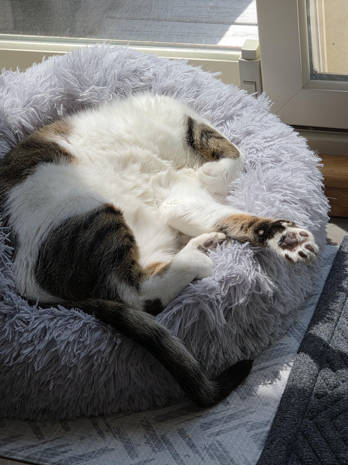 Extra Large Dog Beds, 36in Human Dog Anxiety Relief Comfort Bed(Light Grey) customer photo 1