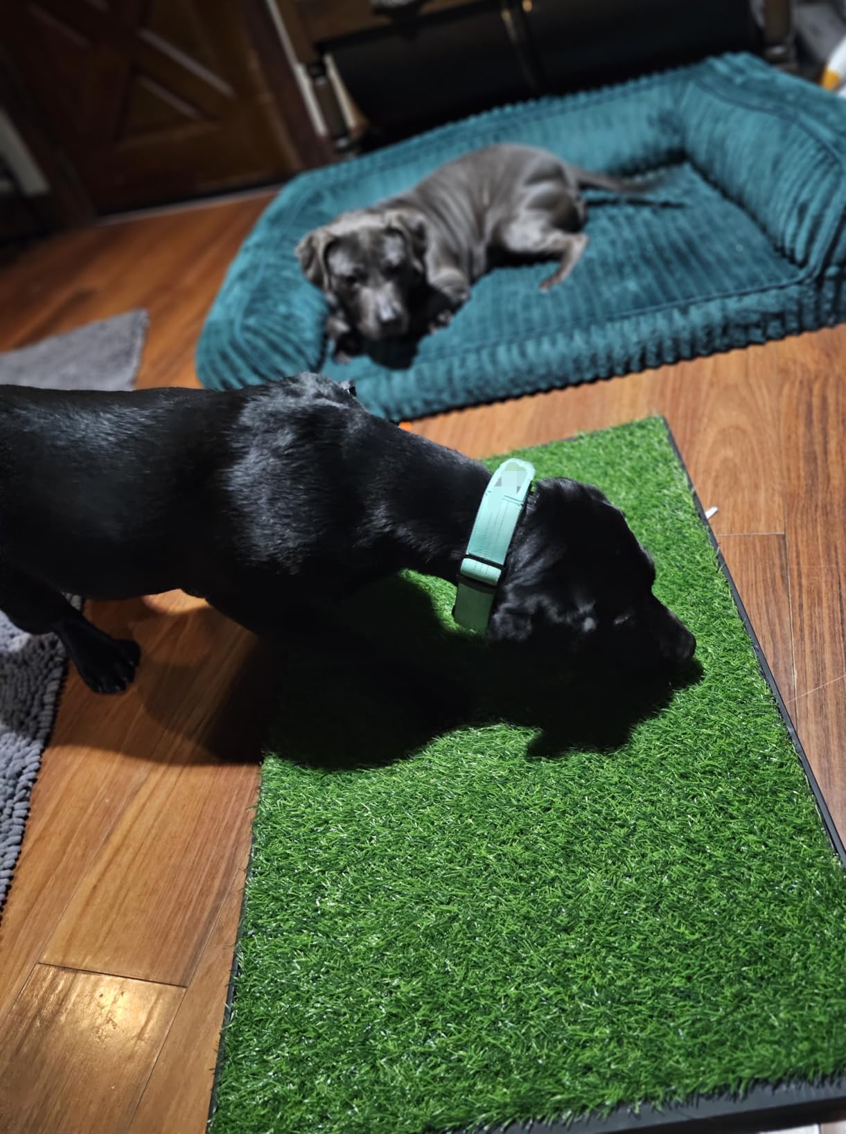 Dog Grass Pad with Tray, 23''X17'' Large Artificial Turf Grass Potty, Reusable Puppy Pee Pads for Dogs, Portable Dog Litter Box for Indoor/Outdoor Potty Training Toilet customer photo 1