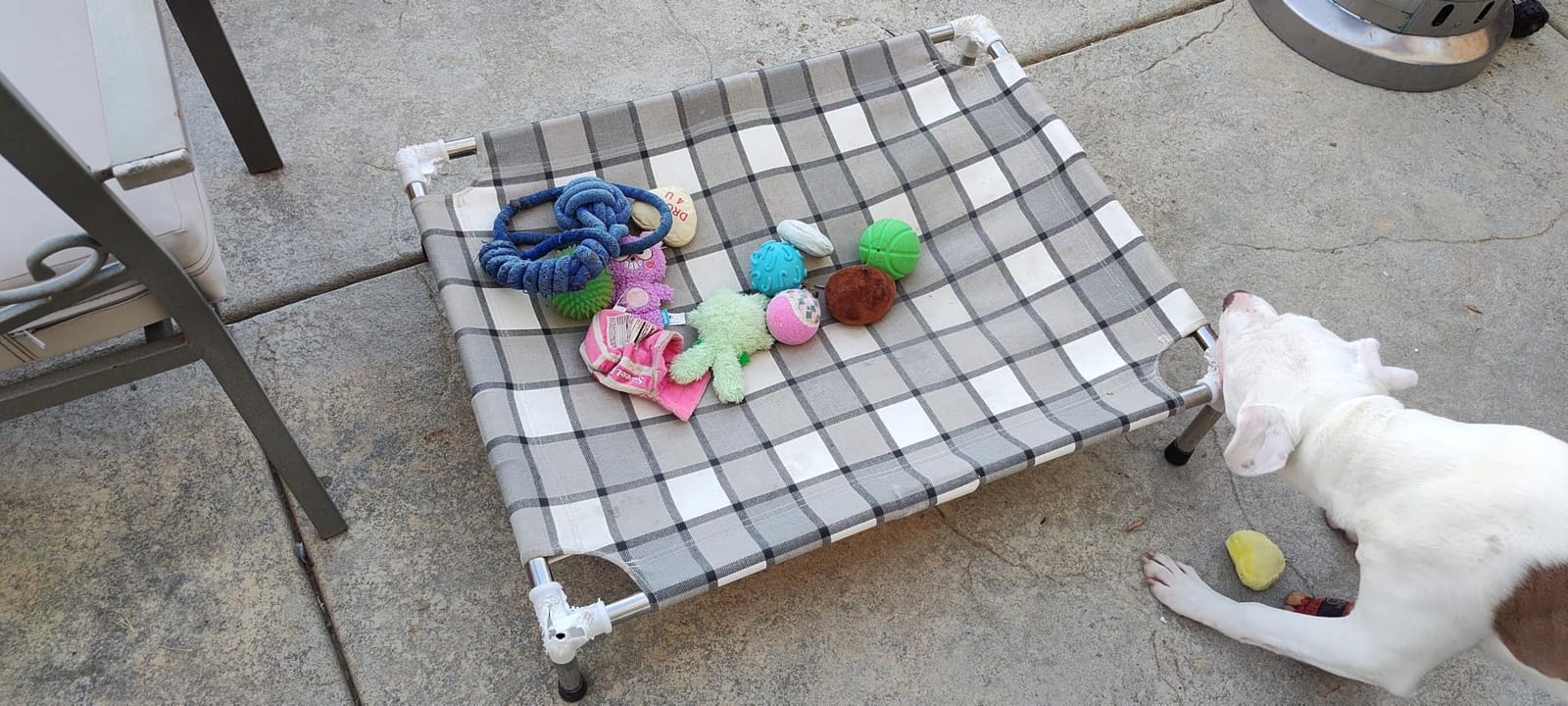 Caghash Elevated Outdoor Raised Dog Bed, Lifted Dog Cot for Small Pet customer photo 2