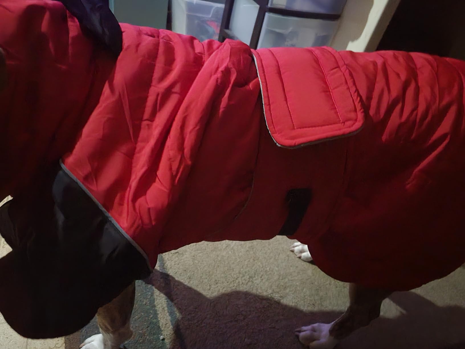 Nanaki Small Dog Coat for Winter Waterproof, Warm Fleece Lining Furry Collar Dog Jacket with Leash Hole, Reflective Adjustable Cold Weather Puppy Jacket Vest, Pullover Pet Snow Suit Male Female,Red S customer photo 1