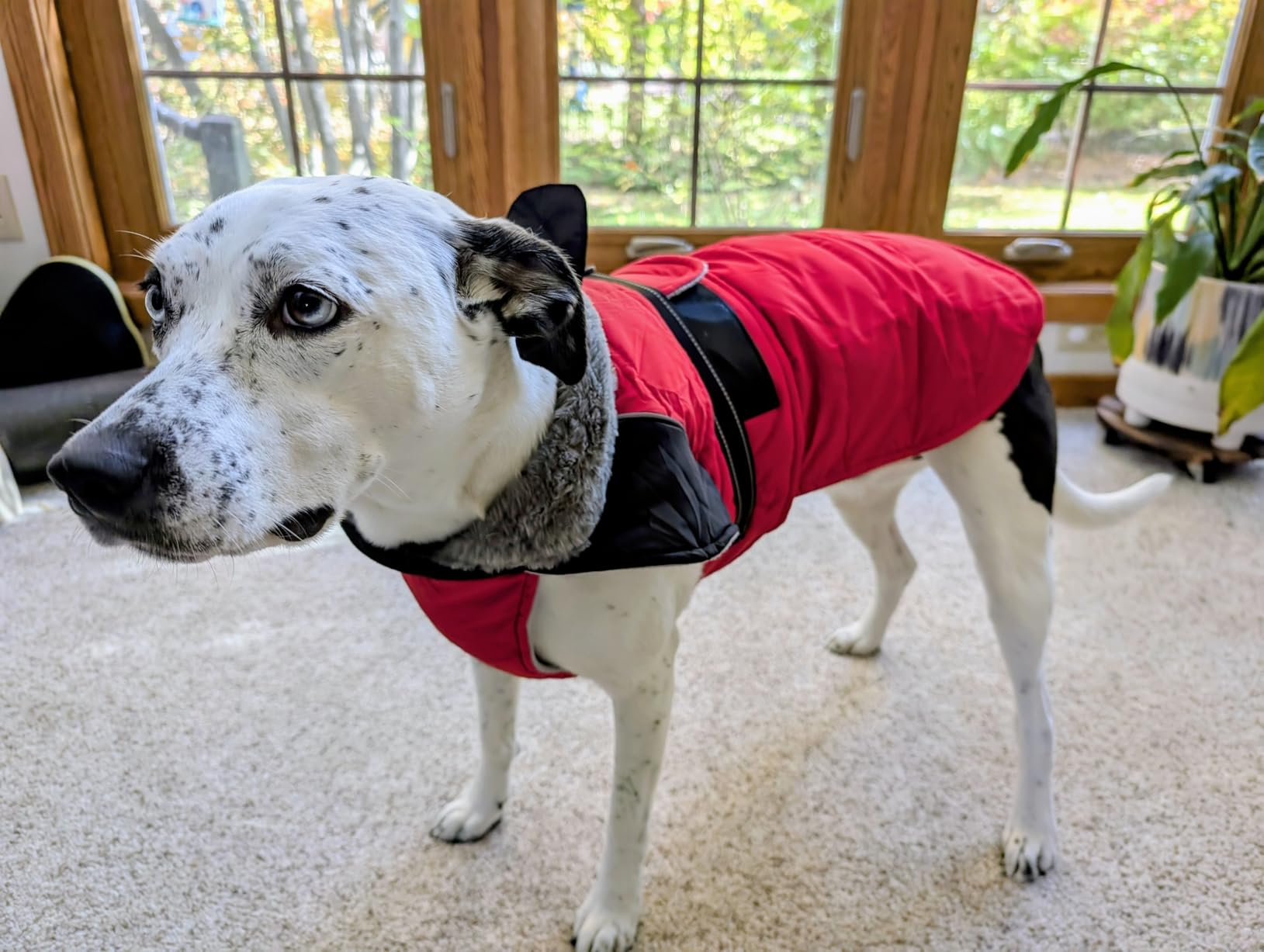 Nanaki Small Dog Coat for Winter Waterproof, Warm Fleece Lining Furry Collar Dog Jacket with Leash Hole, Reflective Adjustable Cold Weather Puppy Jacket Vest, Pullover Pet Snow Suit Male Female,Red S customer photo 2