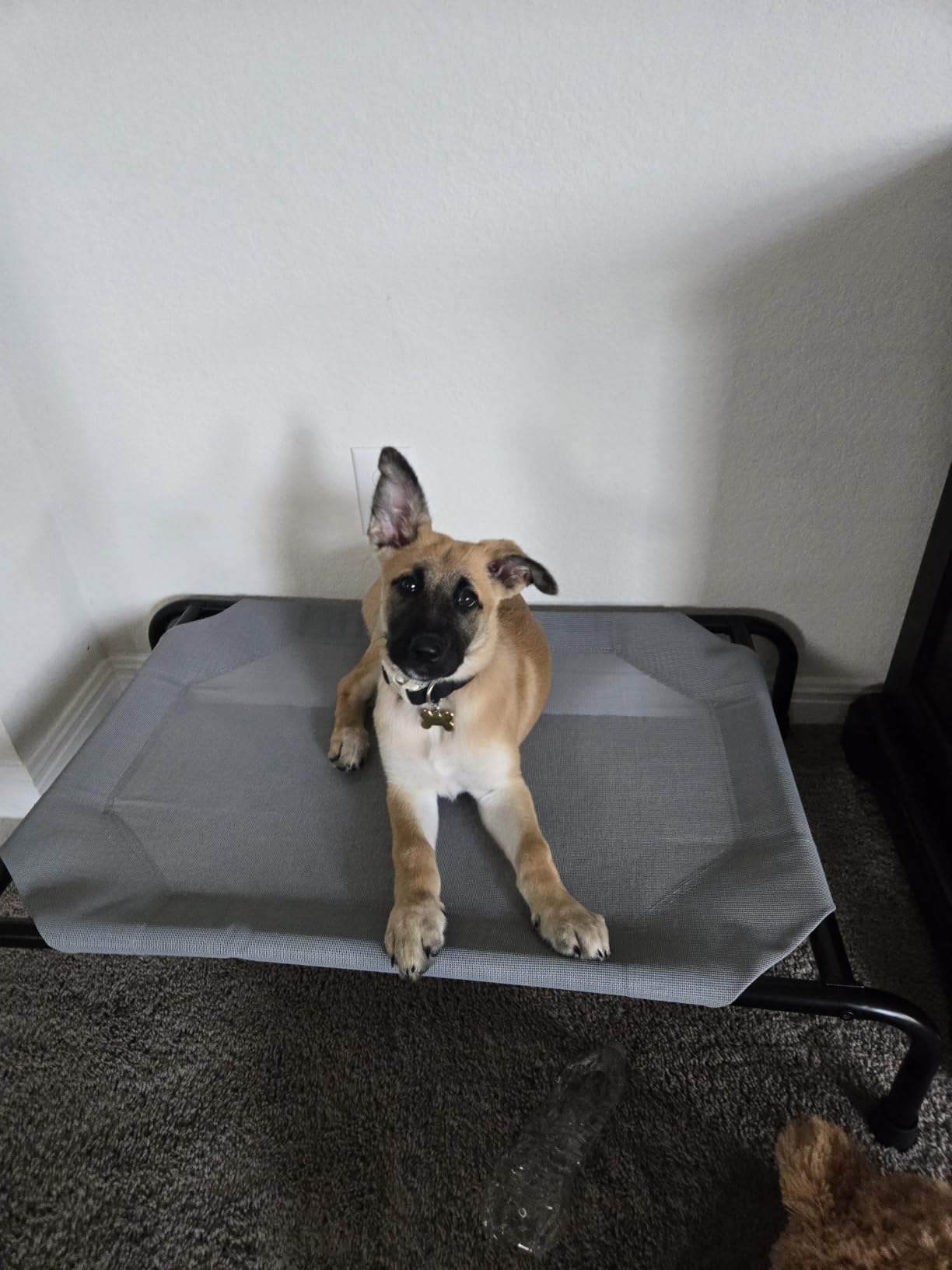 Simple Trending Raised Dog Bed for Large Dogs, Waterproof XL Dog Cot, Brown customer photo 1