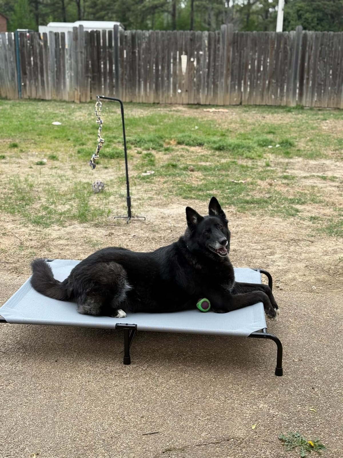 Simple Trending Raised Dog Bed for Large Dogs, Waterproof XL Dog Cot, Brown customer photo 2
