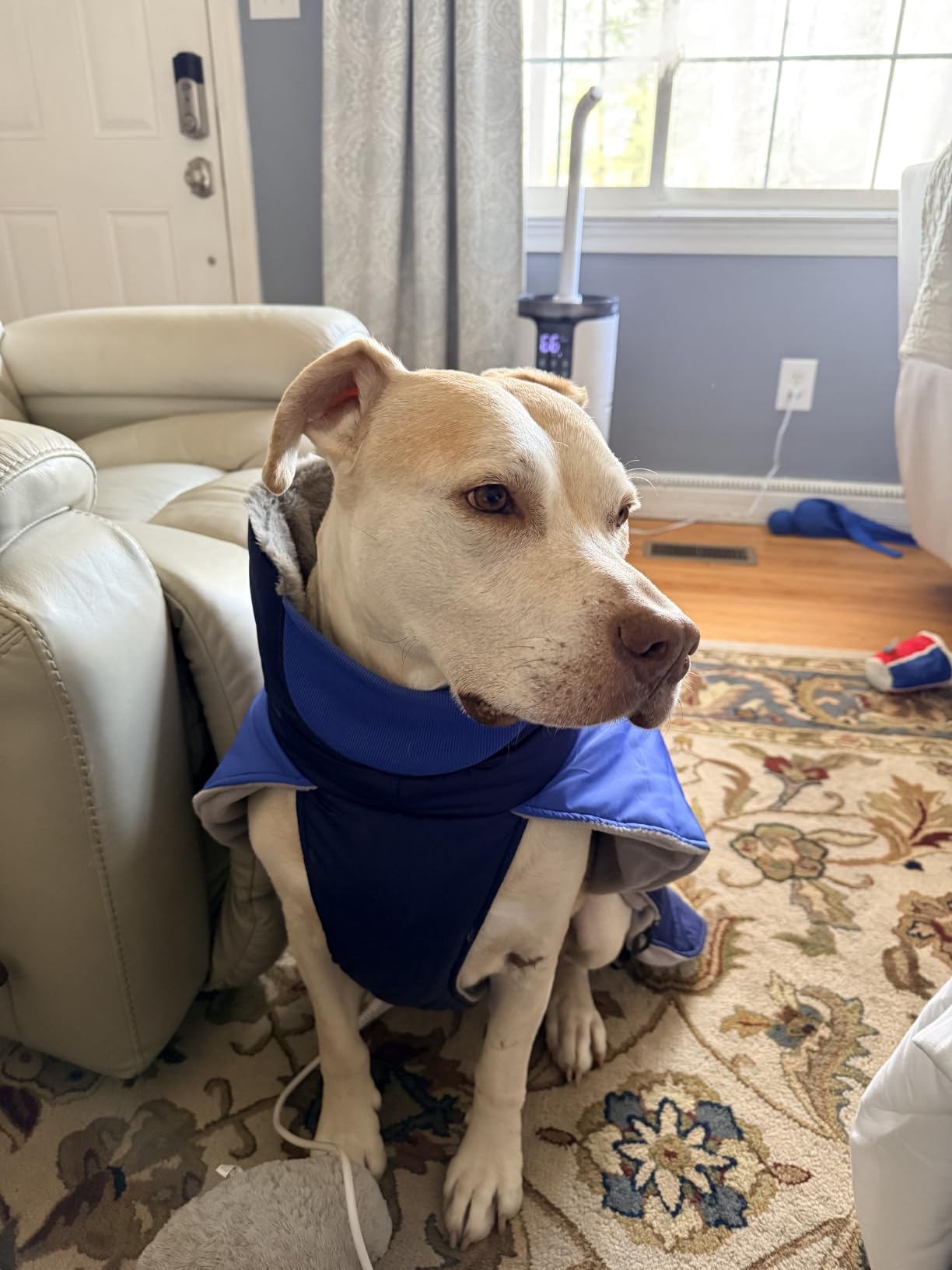 MIGOHI Warm Dog Jacket, Waterproof Dog Coat with Fur Collar, DarkBlue, S customer photo 1