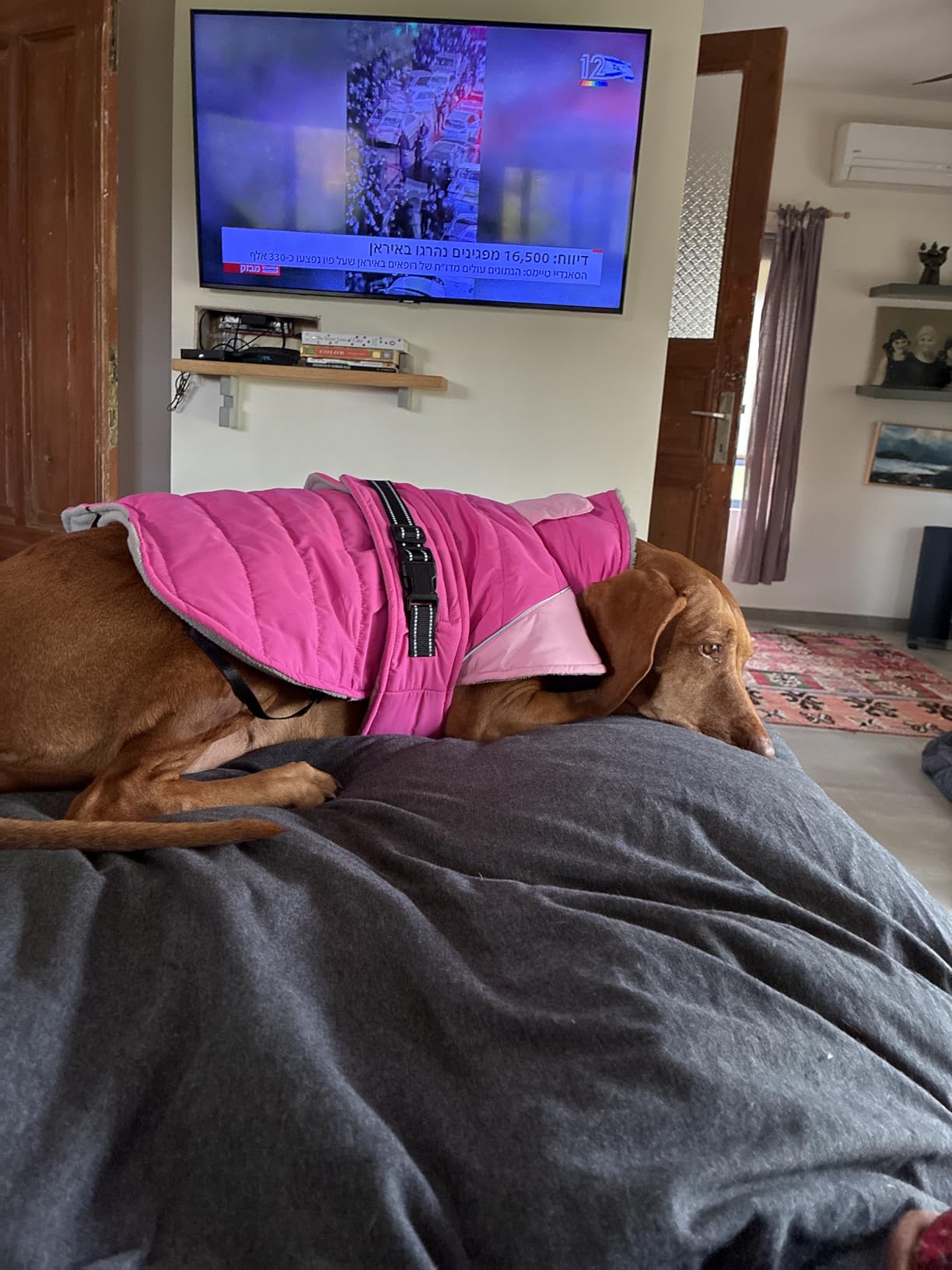 MIGOHI Warm Dog Jacket, Waterproof Dog Coat with Fur Collar, DarkBlue, S customer photo 2