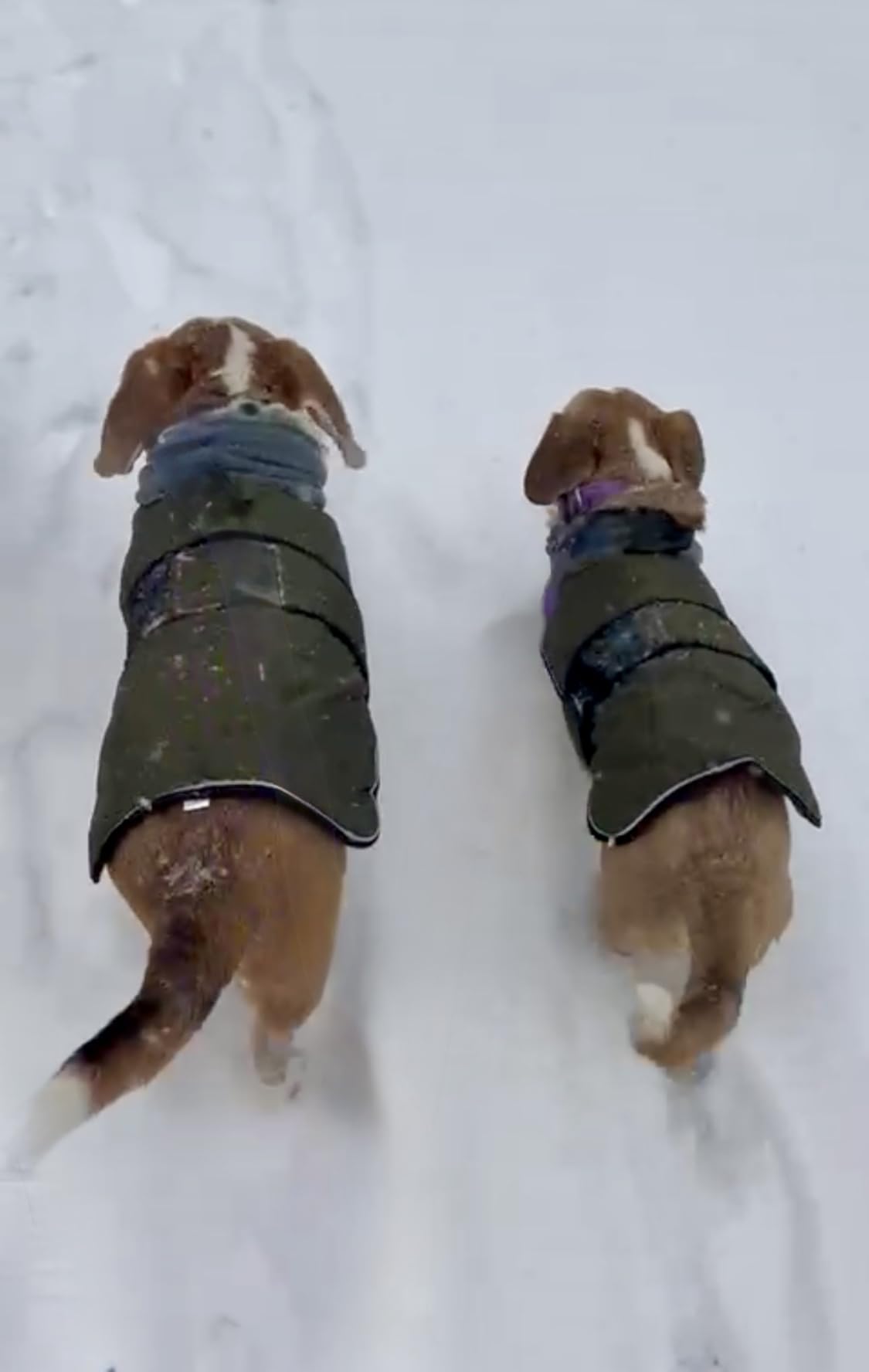 KOOLTAIL Dog Winter Coat for Small Medium Dogs, Waterproof&Windproof Puppy Jacket with Fleece Lining and High Collar for Cold Weather,Reflective Warm Pet Snowsuit Vest Clothes with Leash Hole,Green XS customer photo 2