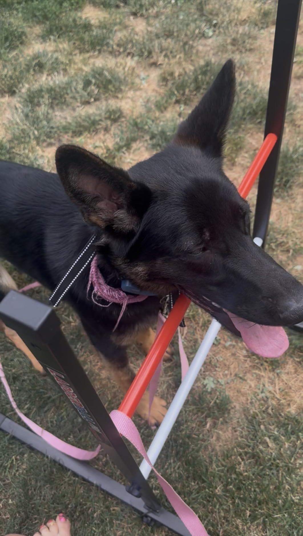 Dog Shock Collar - 4500FT Dog Training Collar with Remote for 10-120lbs Dog customer photo 2