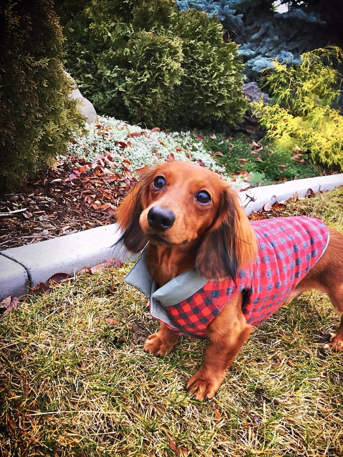 DJANGO Snowline Dog Puffer Coat & Soft-Lined Winter Jacket - Pink, Small customer photo 1