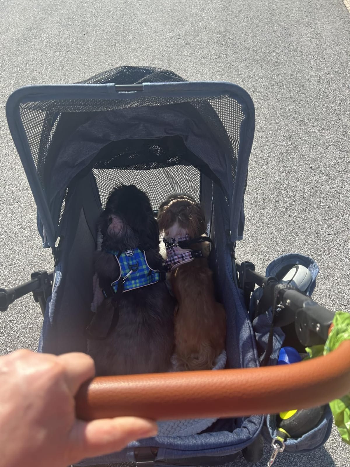 Dog Stroller for Large & Medium Dogs (20–132 lbs), for 2 Small Dogs customer photo 2