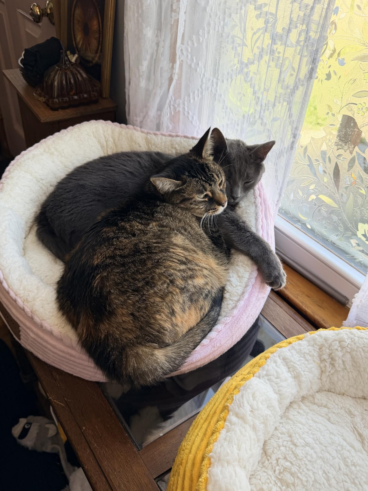 Love's cabin Round Donut Cat and Dog Cushion Bed, 20in Pet Bed for Cats or Small Dogs, Anti-Slip & Water-Resistant Bottom, Super Soft Durable Fabric Pet beds, Washable Luxury Bed Apple Green Stripe customer photo 2