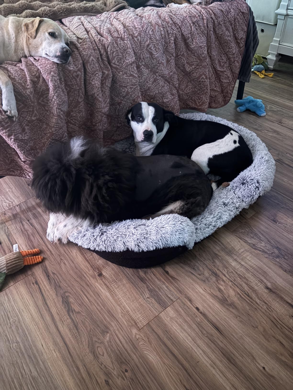Miorun Fluffy Orthopedic Dog Beds Large Sized Dog, 36