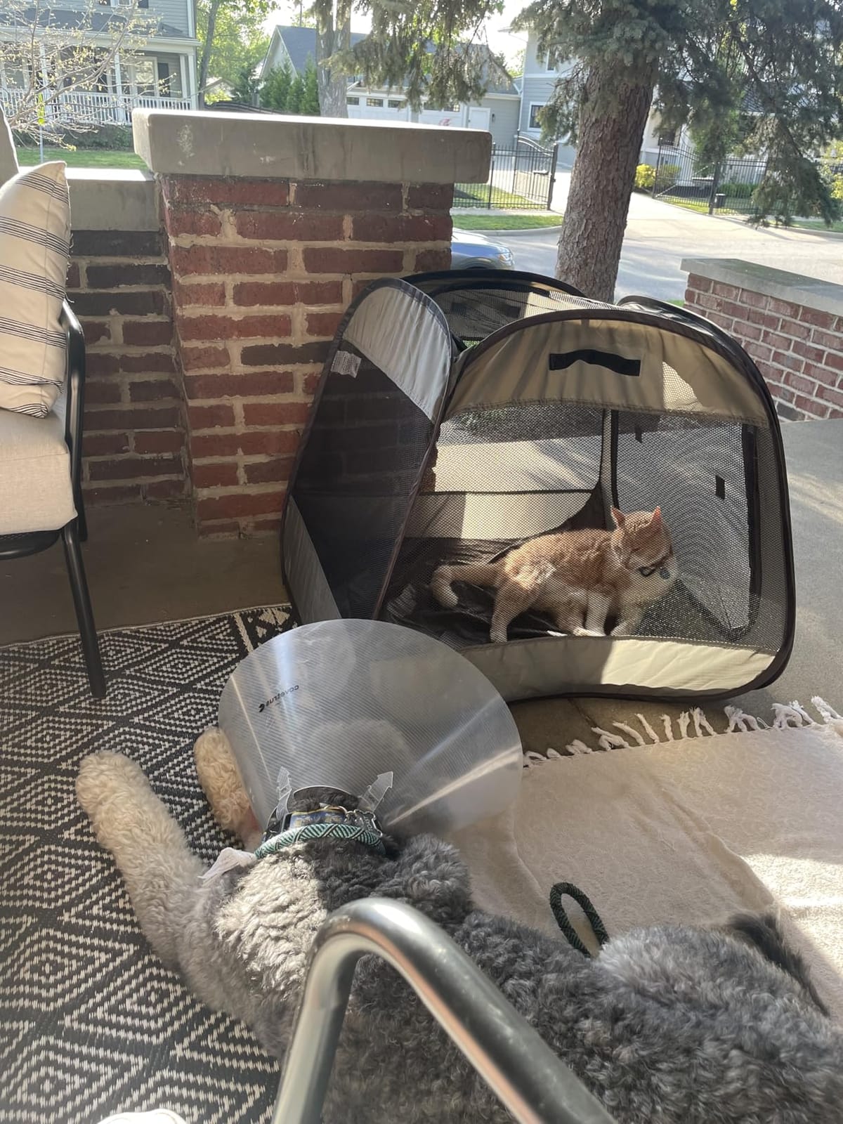 LAFYETTE. - USA Based, Dog Cat Playpen, Puppy Kitten Pet Playpen Indoor Outdoor, Portable Pop Up Dog Kennel Tent Crate Cage for Dog Cat Rabbits, Foldable Pet Enclosure, Removable Top Cover, 29