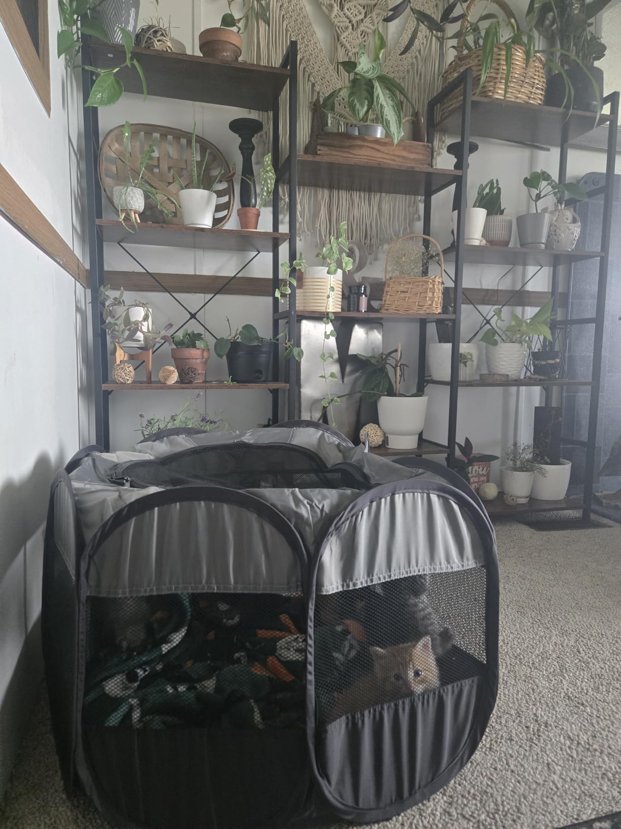 LAFYETTE. - USA Based, Dog Cat Playpen, Puppy Kitten Pet Playpen Indoor Outdoor, Portable Pop Up Dog Kennel Tent Crate Cage for Dog Cat Rabbits, Foldable Pet Enclosure, Removable Top Cover, 29