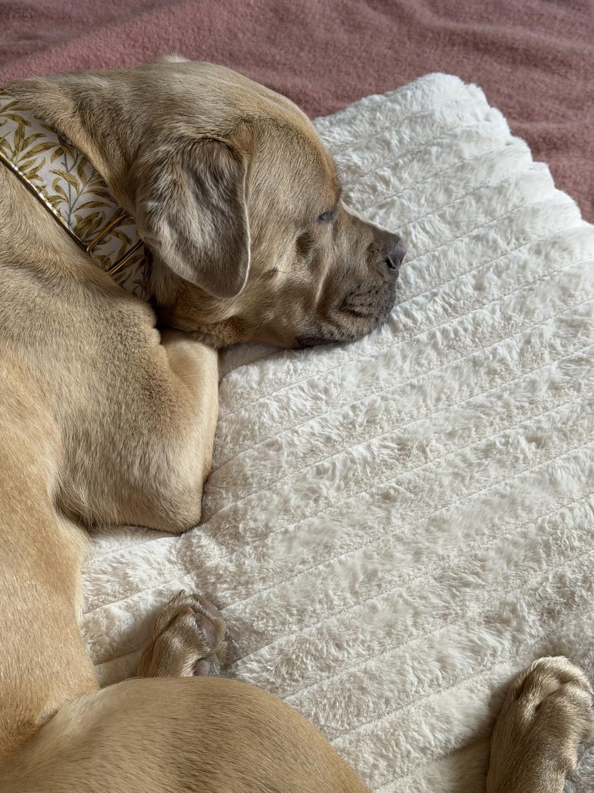 Dog Beds for Large Sized Dog, Orthopedic Foam with Waterproof Lining customer photo 2