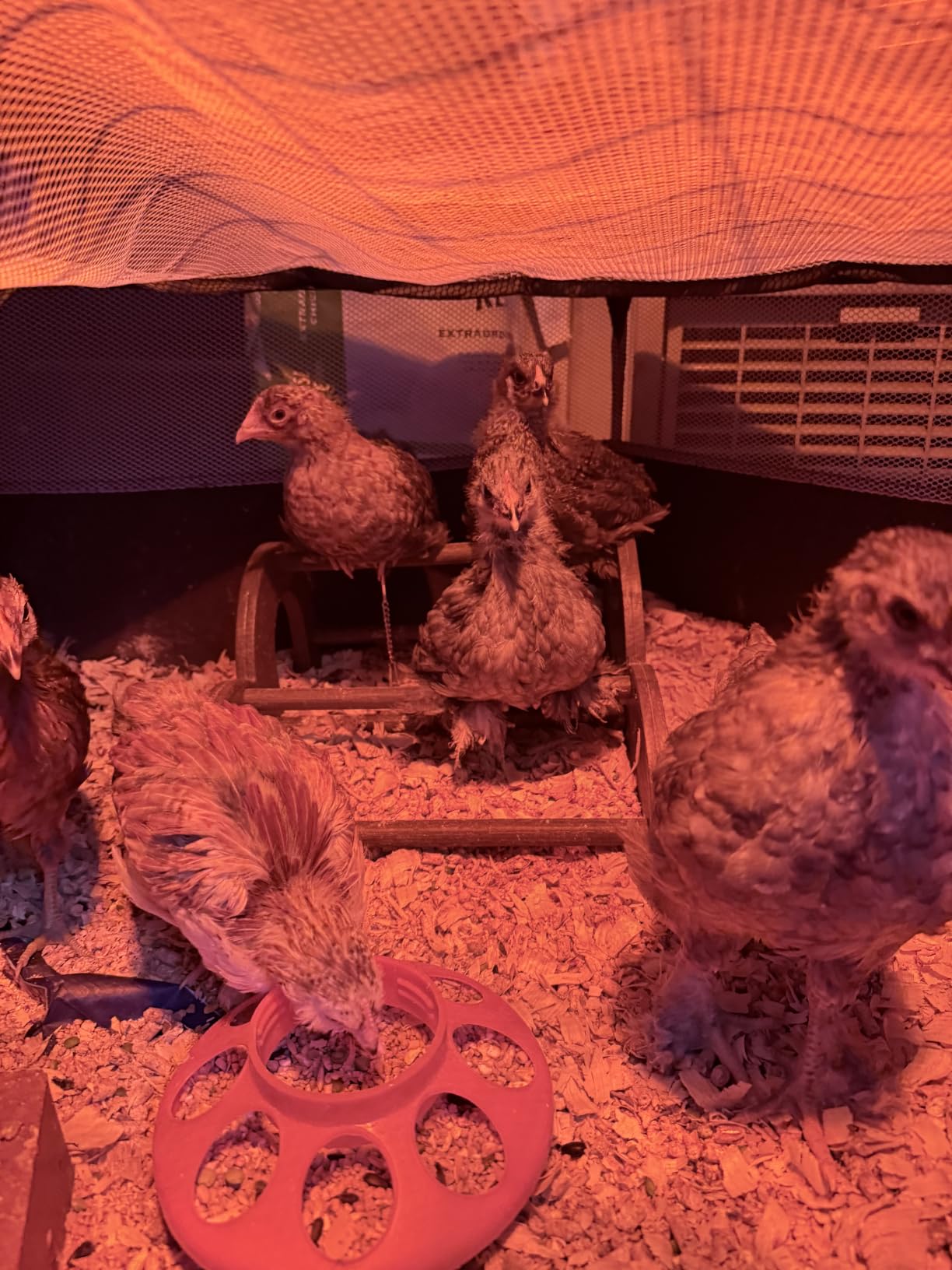 Small Animal Playpen with Mesh Cover & Waterproof Bottom Cat Tent Chicken Brooder Rabbit Guinea Pig Cage Playpen for Small Animals Indoor Outdoor Use customer photo 1