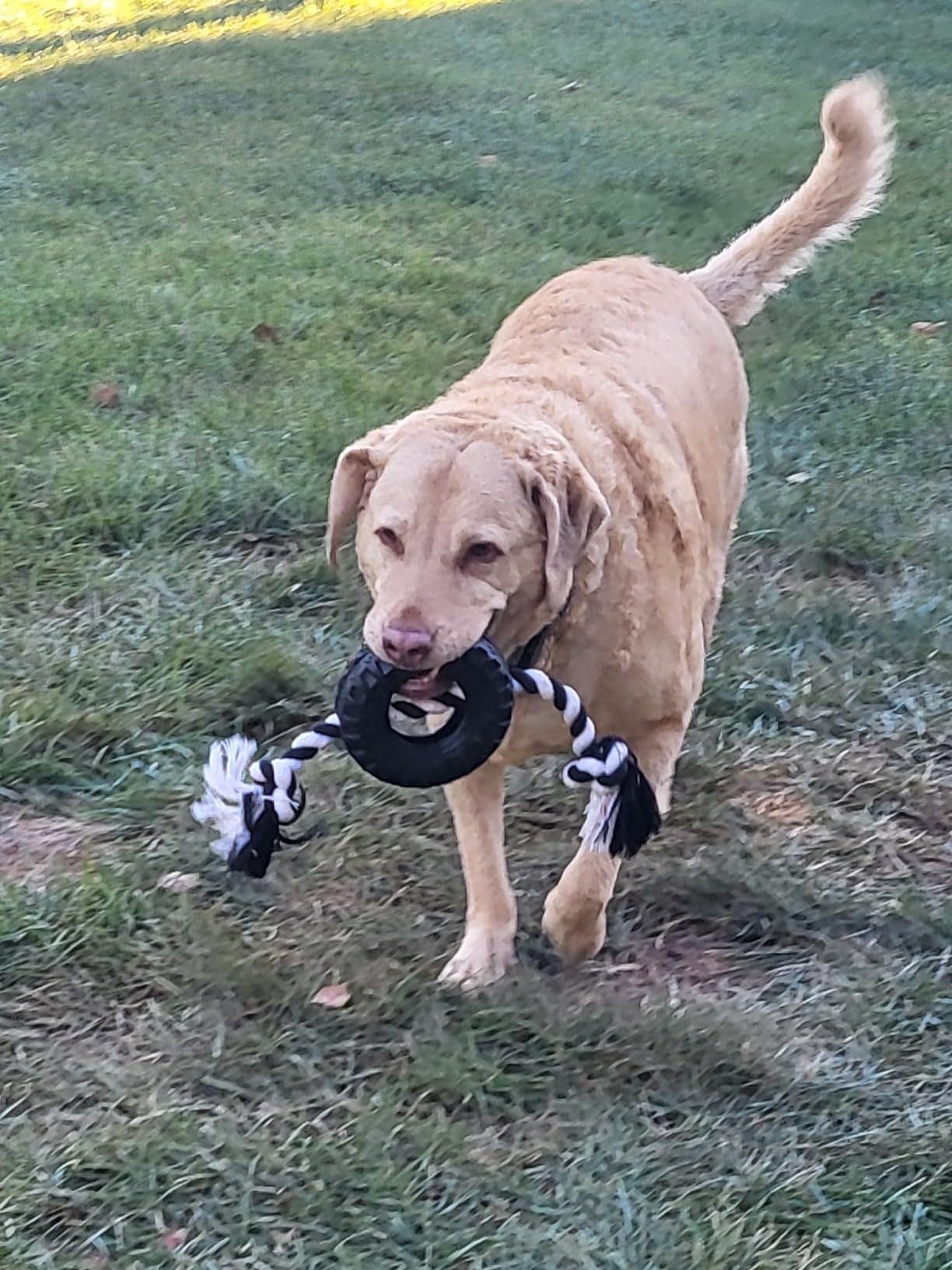 Pet Passion Natural Rubber Tire and Organic Cotton Rope Pull and Chew Dog Toy for All Pet Breeds, Black, Small customer photo 1