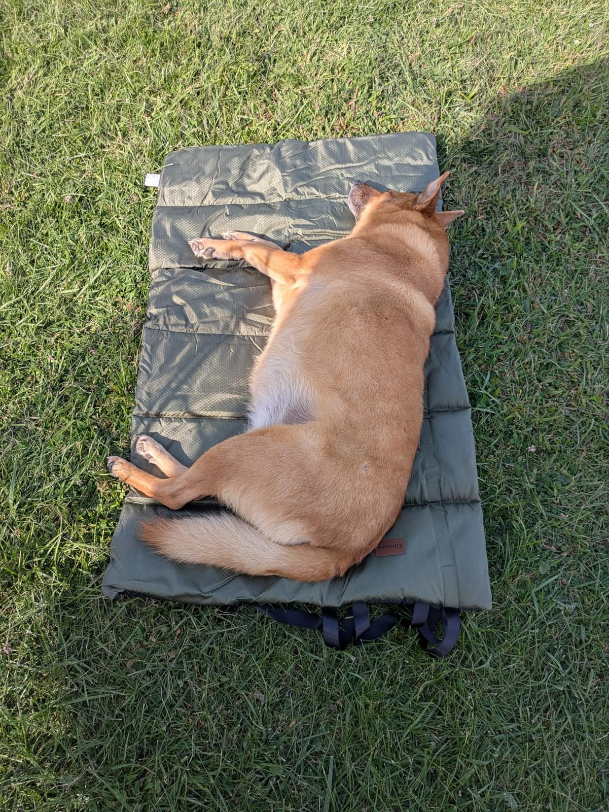 Gimars Upgraded Thickened XL Outdoor Dog Bed with Waterproof Film, Easy to Roll Up with Buckle, Large Travel Pet Bed for Large & Extra Large Dog, Portable, Foldable, Washable for Camping,Traveling customer photo 2