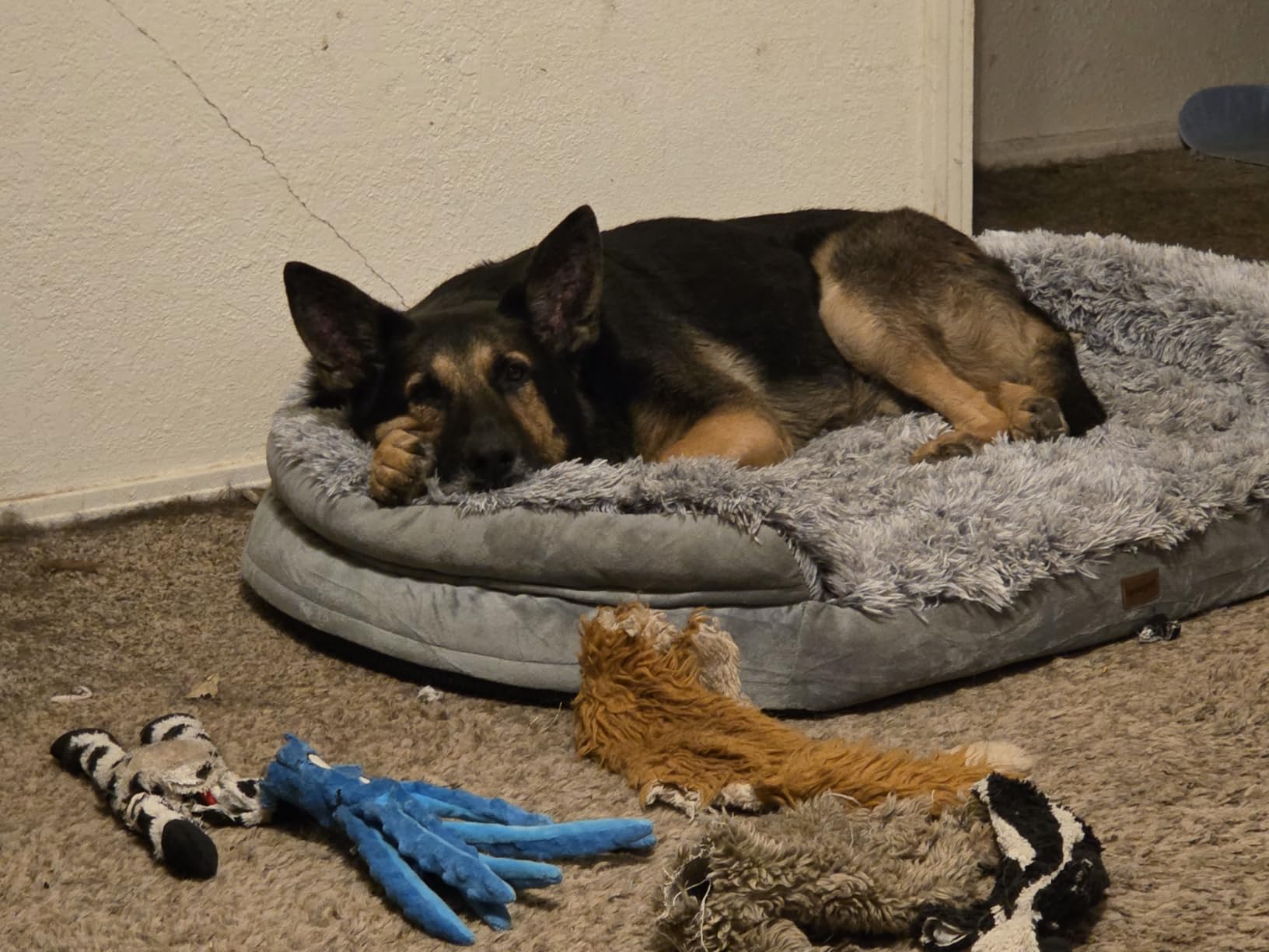 iweepet Fluffy Orthopedic Dog Beds for Large & Extra Large Dogs, 44