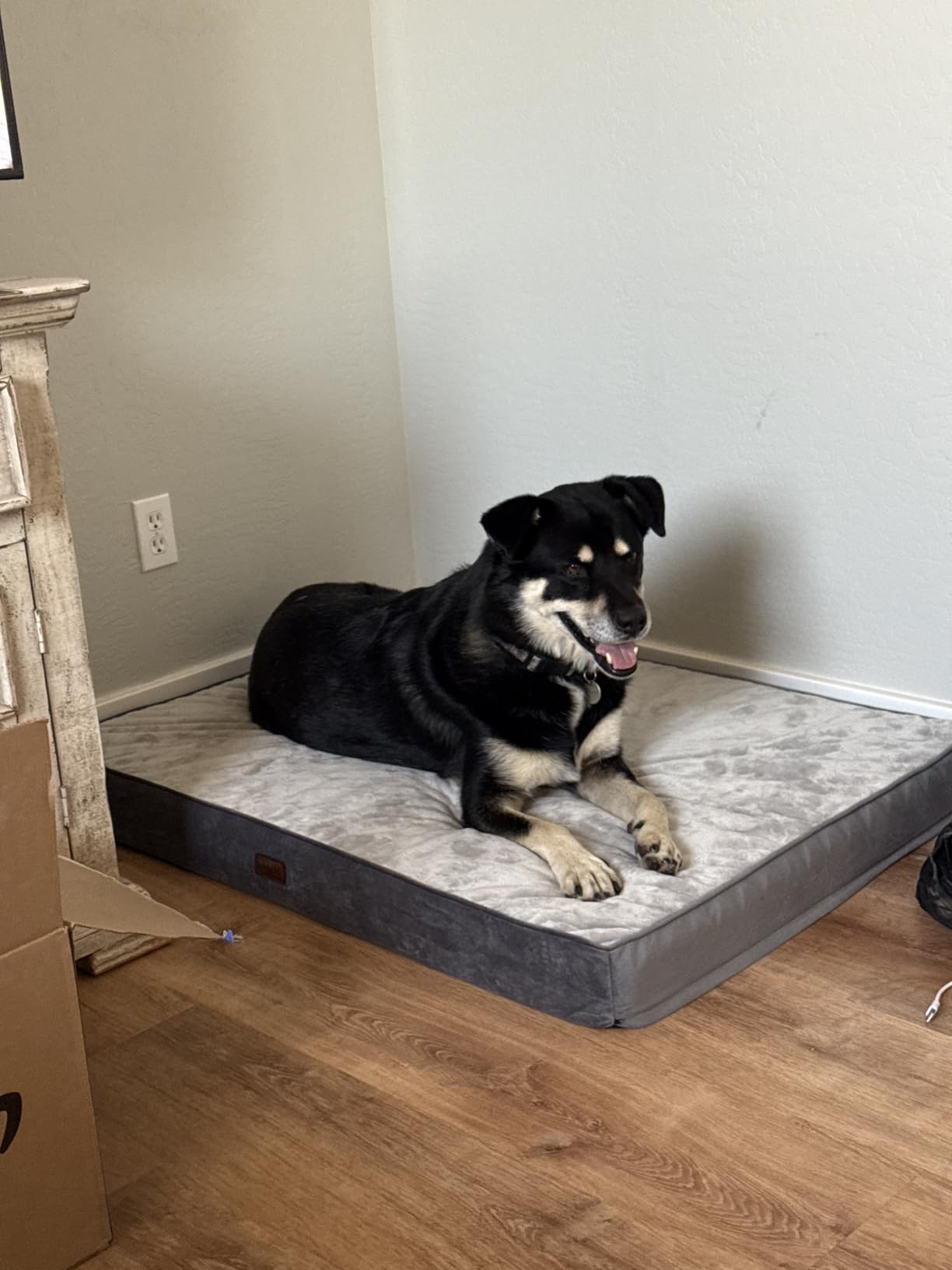 OhGeni Orthopedic Waterproof Medium Dog Bed, Memory Foam, 30 inch(Gray) customer photo 1