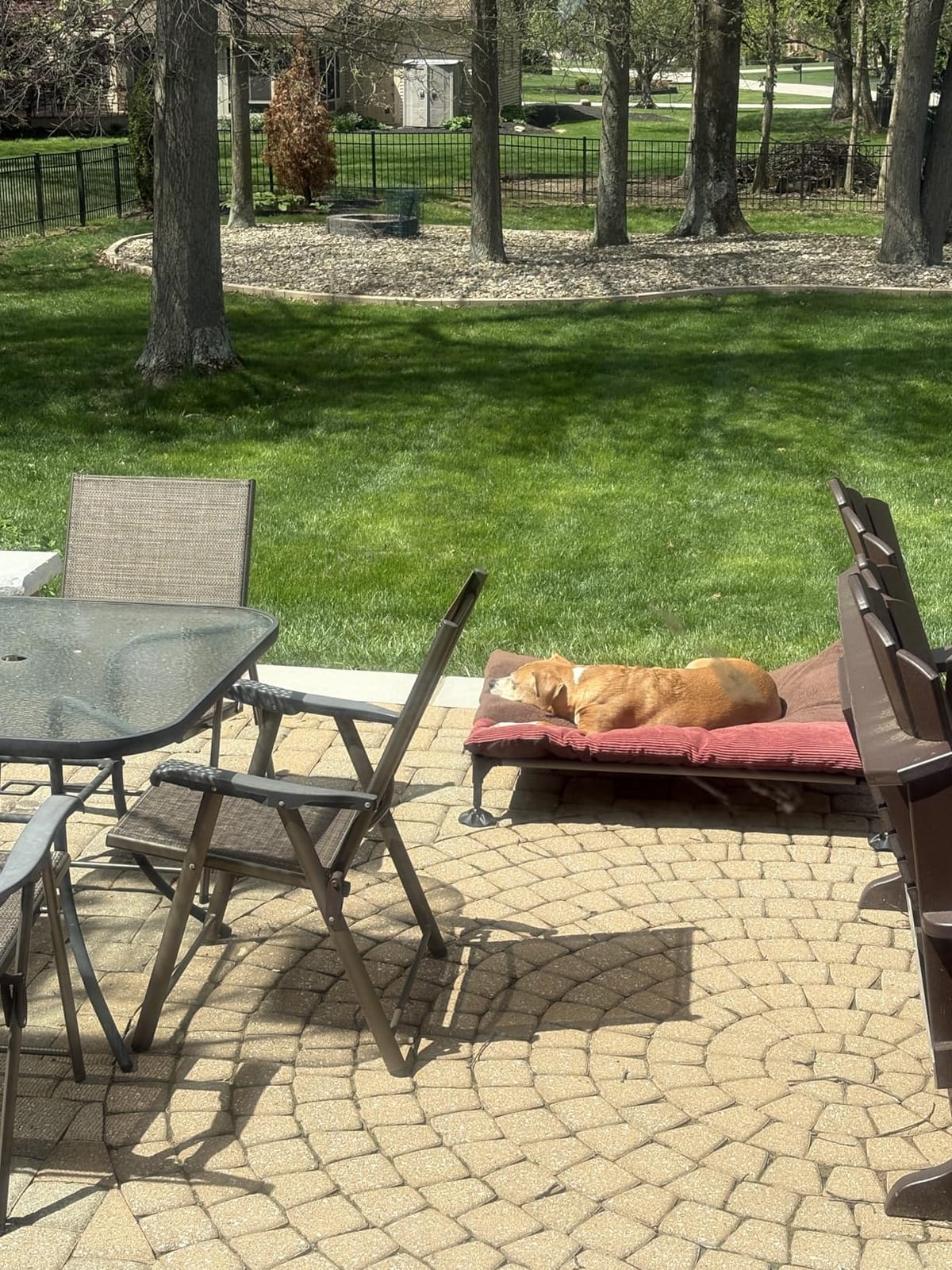 Outdoor Elevated Dog Bed with Canopy for Large Dogs, Blue, L customer photo 2