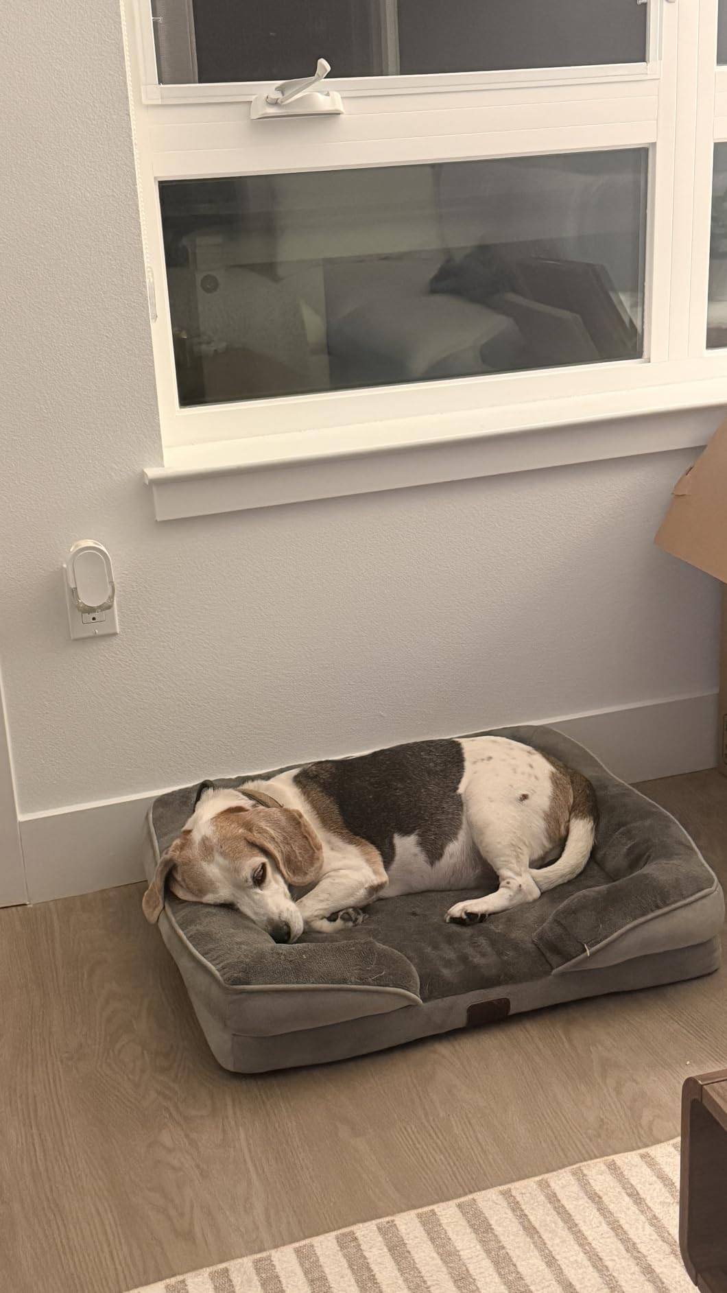Bedsure Orthopedic XL Pro Dog Bed Extra Large with Removable Washable Cover customer photo 1