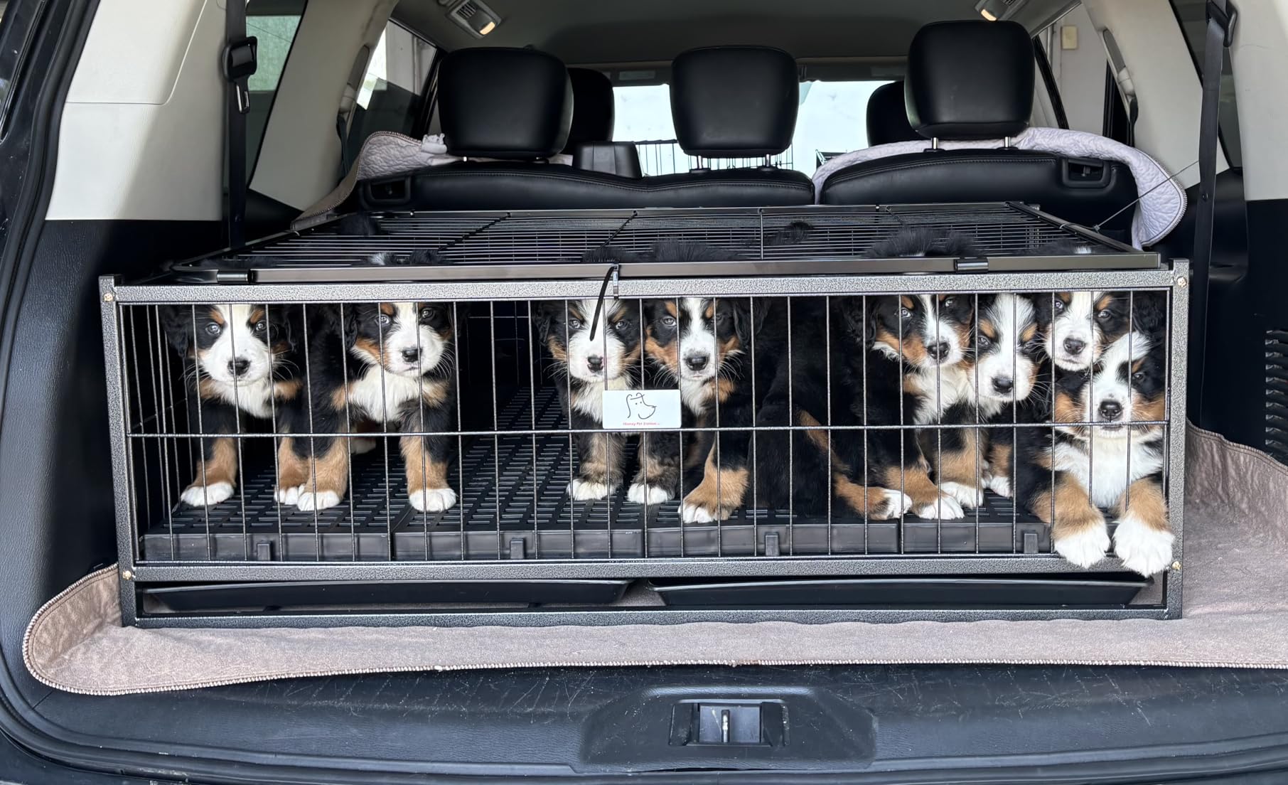 Whelping Box for Dogs and Puppies, 43 Inch Puppy Crate Cage Kennel, Taller Heavy Duty Dog Whelping Box Puppy Playpen with Front Door, Top Open, 4 Wheels, Removable Trays & Floor Grids 15.5''H*26.5''W customer photo 1