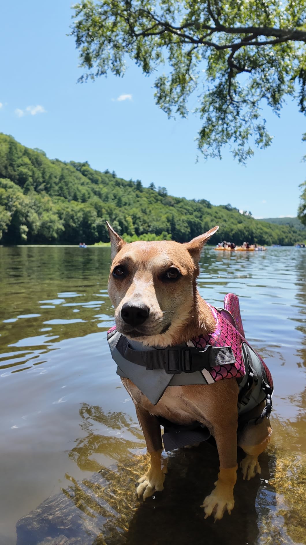 Kuoser Dog Life Jacket, Front Float Dog Life Vest for Swimming Boating, Reflective Pet Swim Suit with Rescue Handle & D-Ring & Chin Float for Small Medium Large Dogs, Purple 2XL customer photo 1