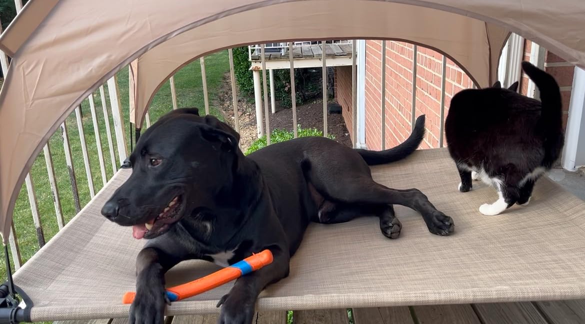 Elevated Dog Bed with Canopy Raised Pet Cot for Large Dogs, Outdoor Dog Cot with Removable Sun Shade Tent, Breathable Mesh Portable Dogs Cot for Camping, Beach, Backyard, Outdoor Use customer photo 1