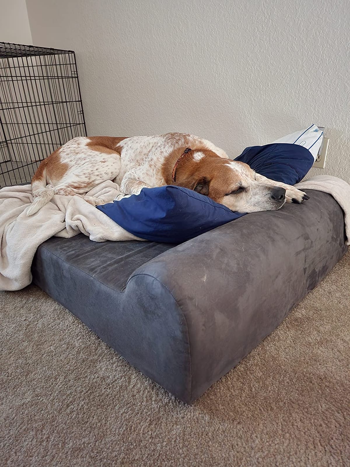 Barker Beds Large Orthopedic Dog Bed - 7