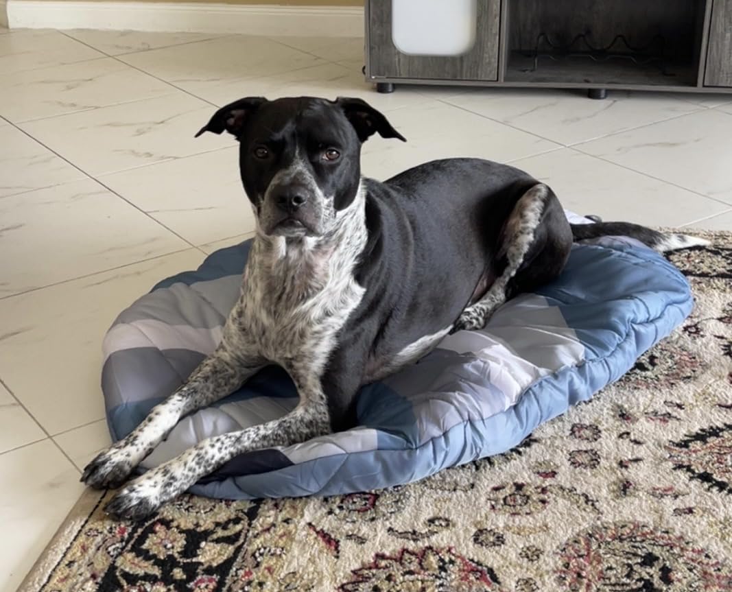 Travel Dog Bed, 42x30in, Foldable & Packable with Carry Bag, Black customer photo 1