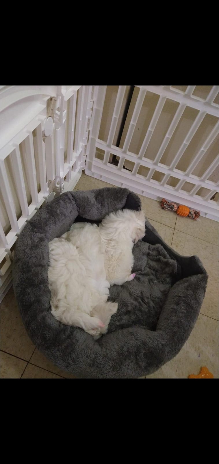 GASUR Indestructible Chew-Proof Dog Bed for Medium Dogs, Durable Crate Bed customer photo 2