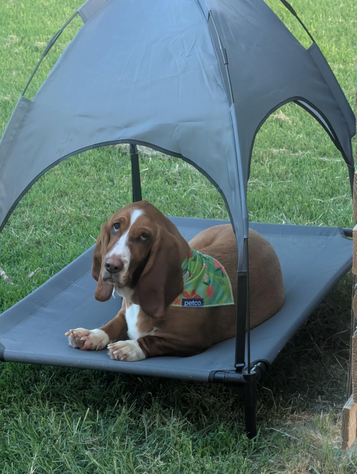 34.3'' Outdoor Elevated Dog Bed with Canopy, Cooling Raised Dogs Bed(Small) customer photo 1