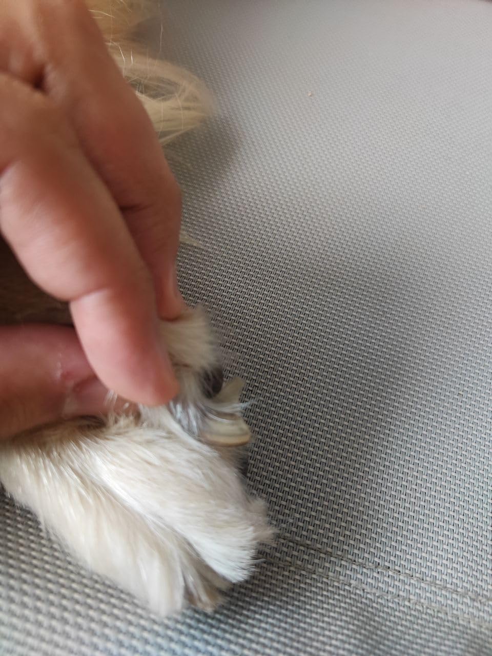 Quiet Dog Nail Grinder Safe & Stress-Free for Sensitive Dogs Cats customer photo 2