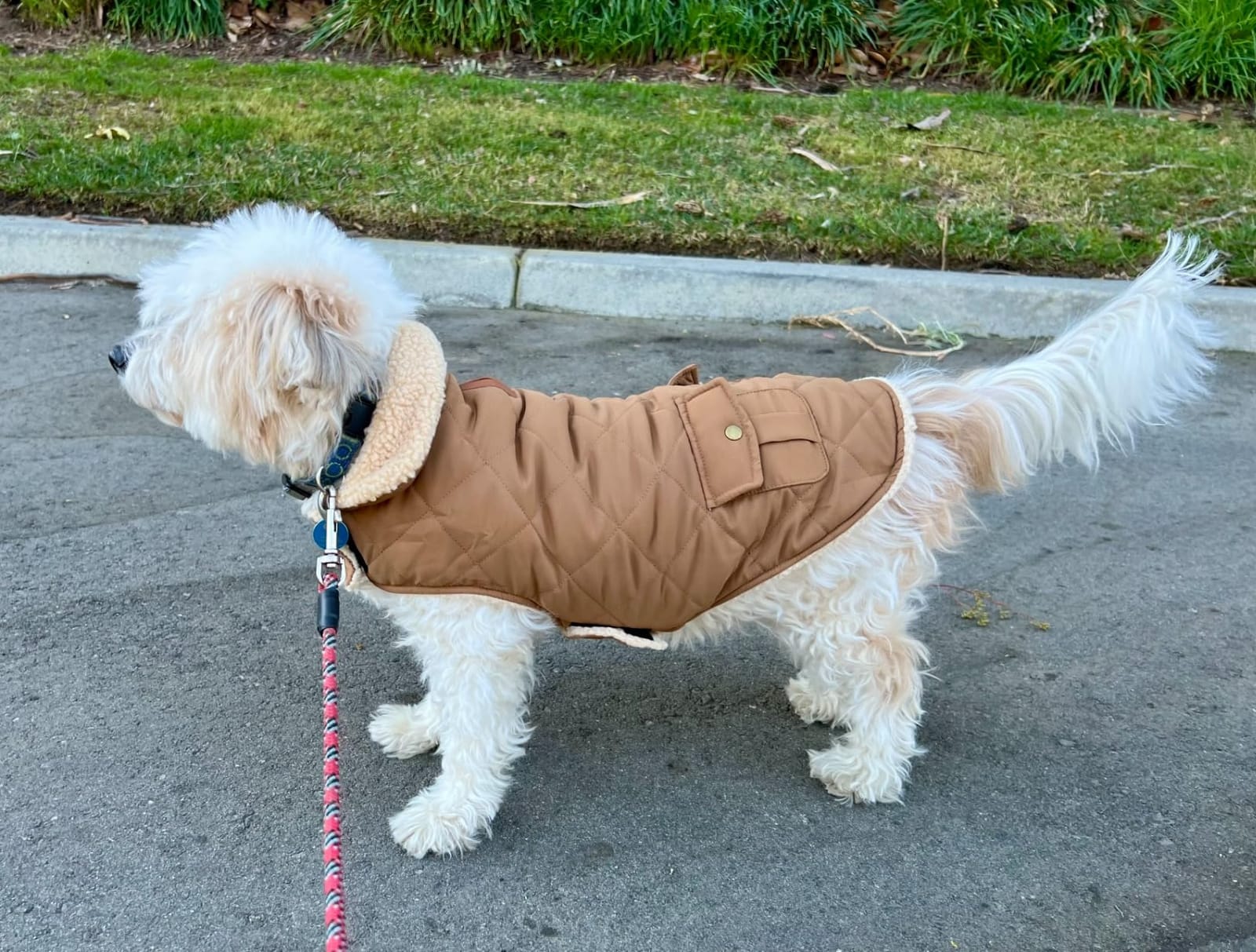 Queenmore Waterproof Puffer Dog Jacket Small Warm Plush Lining Winter Coat customer photo 1