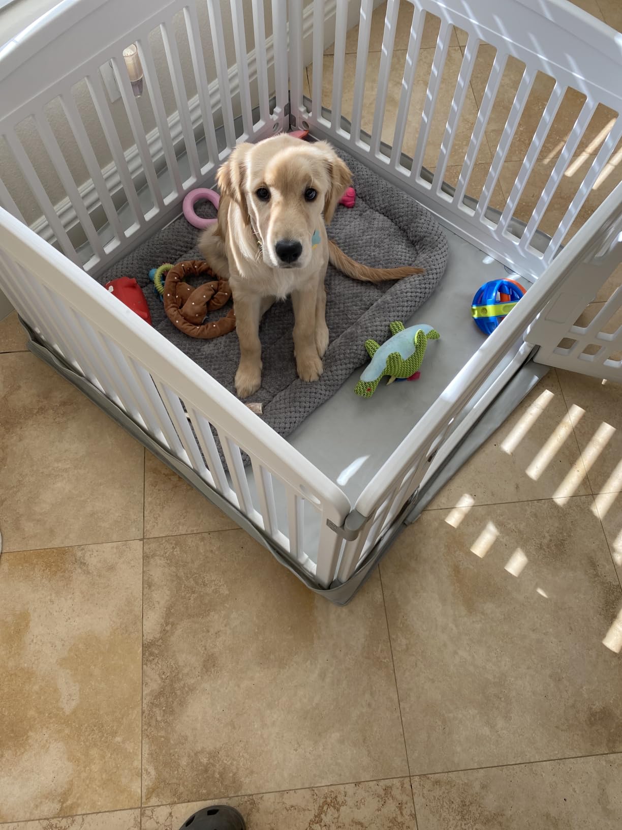 Sweetcrispy Dog Playpen, Plastic Puppy Pet Fence, 4 Panels 24 Inch customer photo 1