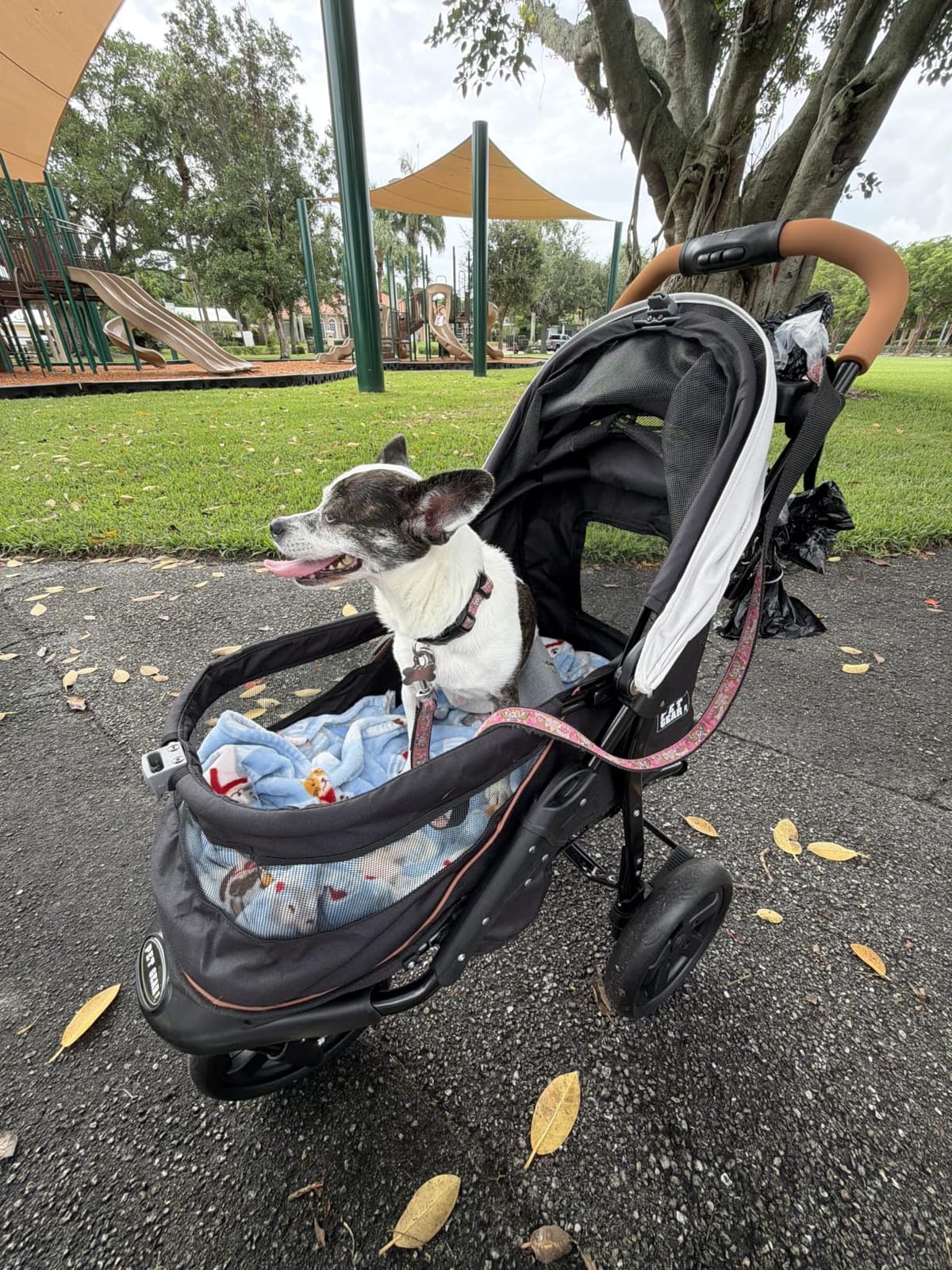 Pet Gear No-Zip AT3 Pet Stroller for Cats/Dogs, Sea Side customer photo 2
