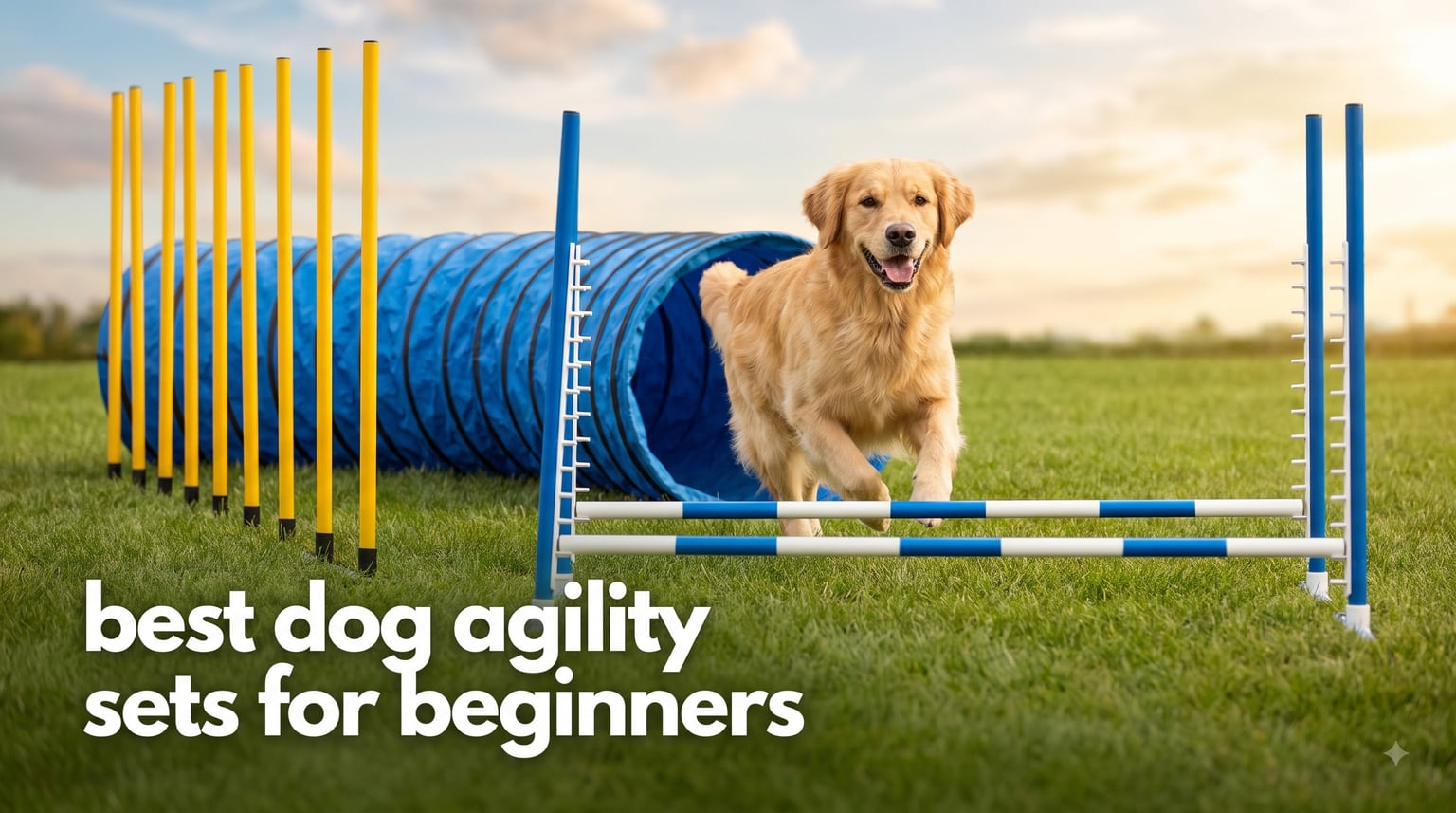 best dog agility sets for beginners
