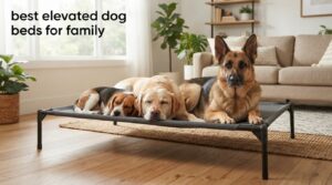 best elevated dog beds for family