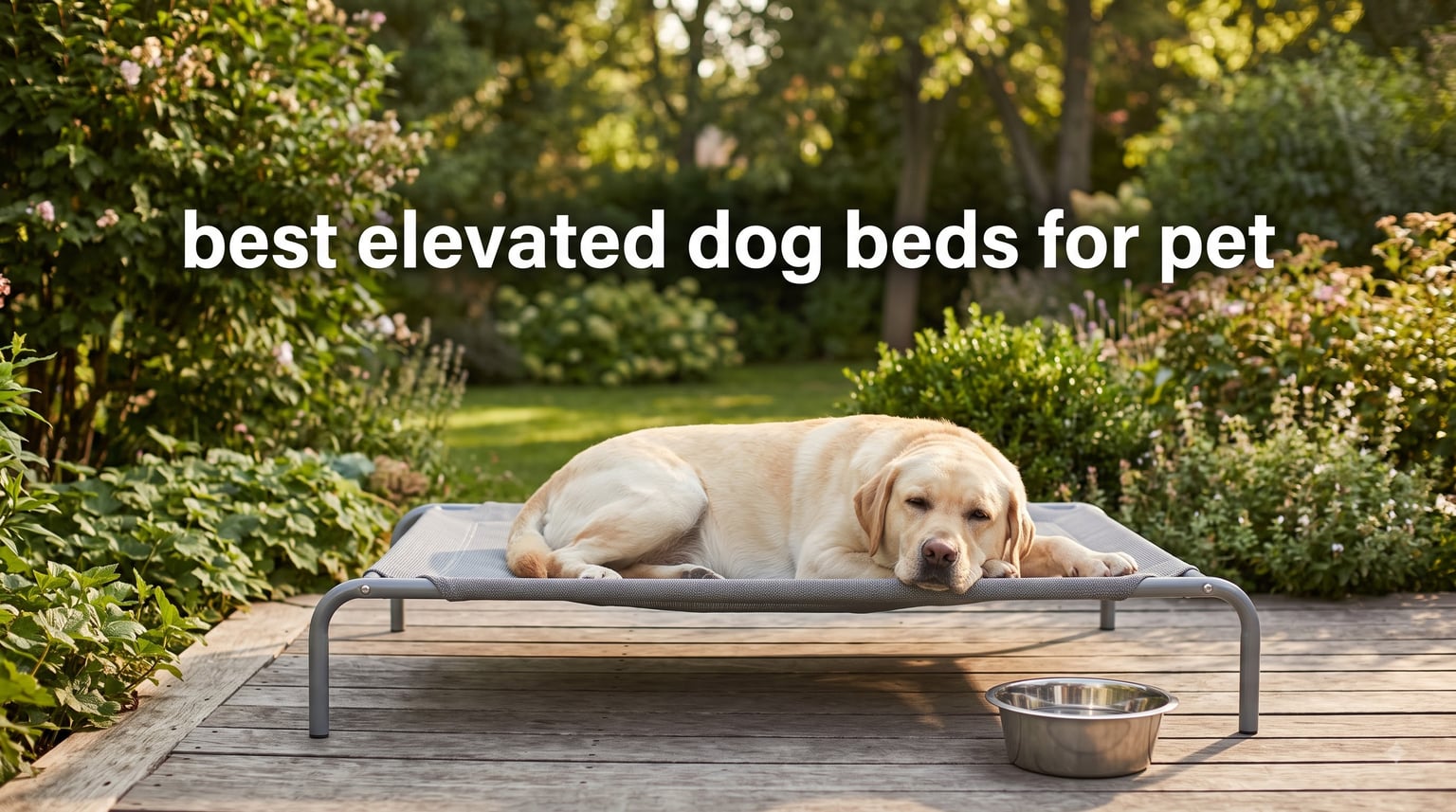 best elevated dog beds for pet