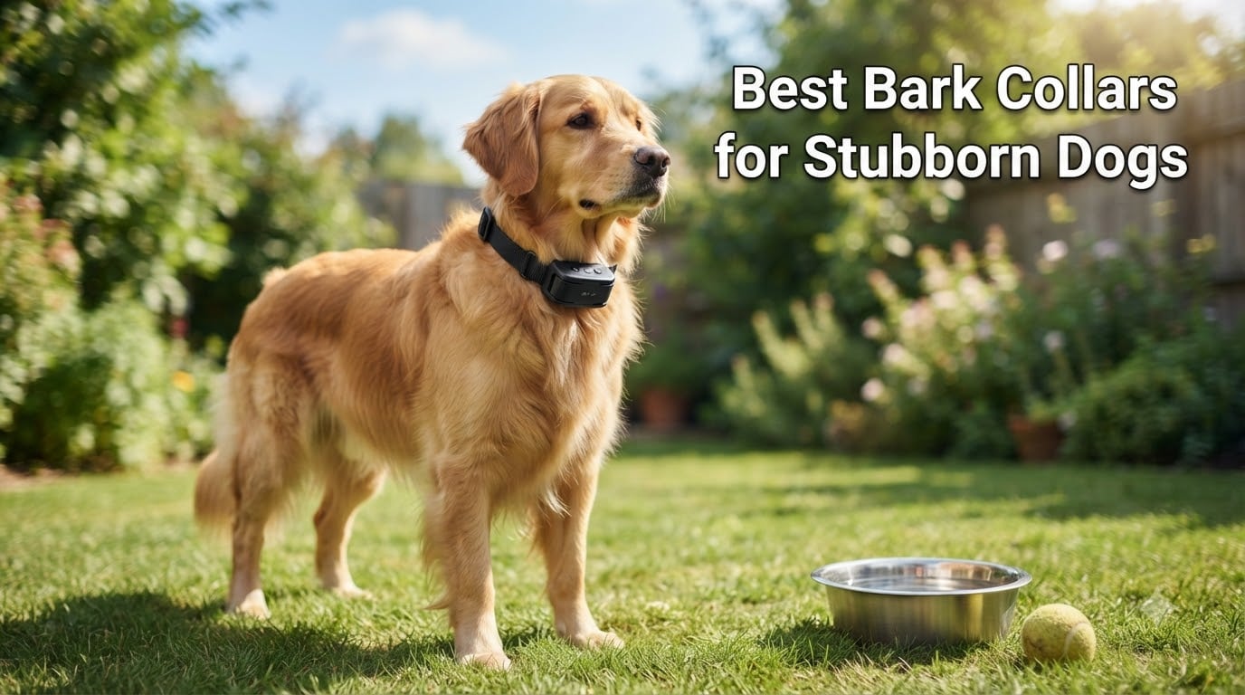 Best Bark Collars for Stubborn Dogs