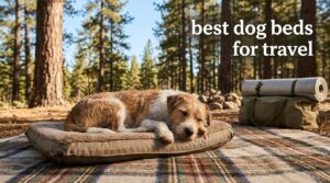 best dog beds for travel