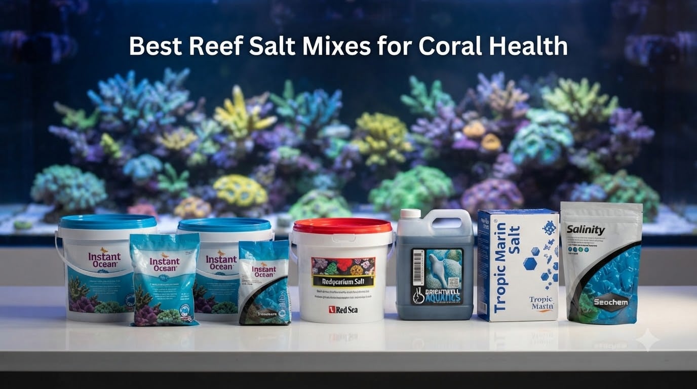 Best Reef Salt Mixes for Coral Health