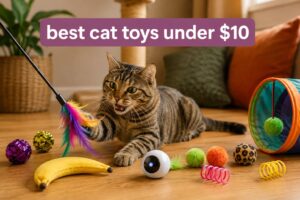 best cat toys under $10